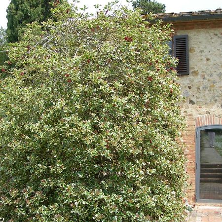 L Agrifoglio Panzió Castelnuovo Berardenga Kültér fotó